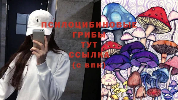 гашик Тайга